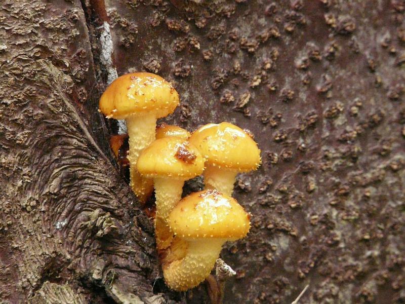 Pholiota sp.