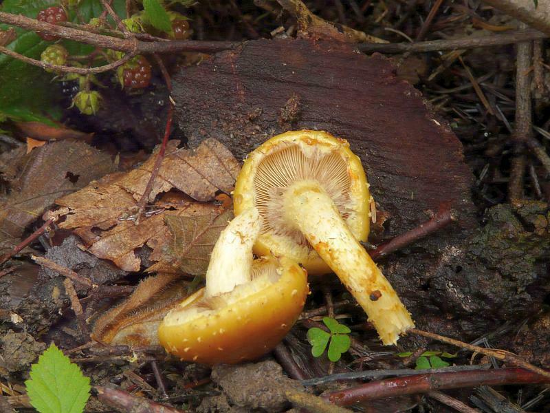 Pholiota sp.