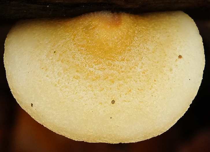 Crepidotus2