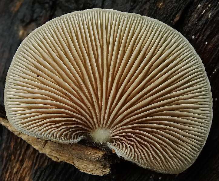 Crepidotus3