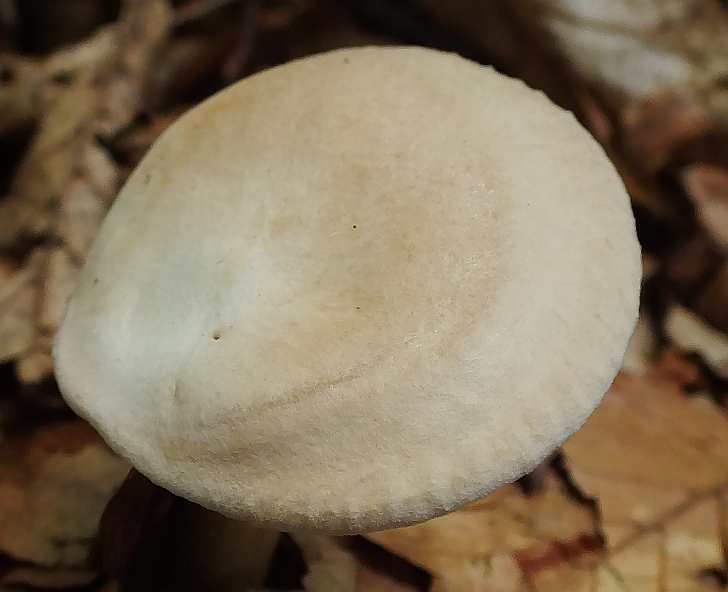 Clitocybe costata2