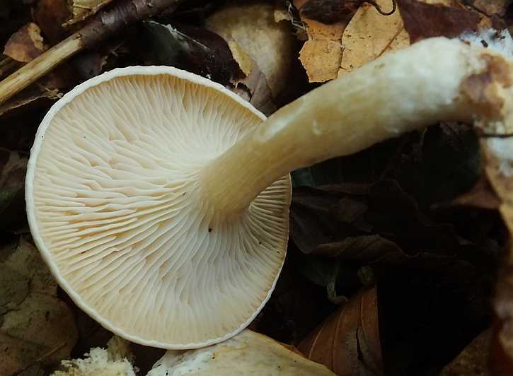 Clitocybe costata4