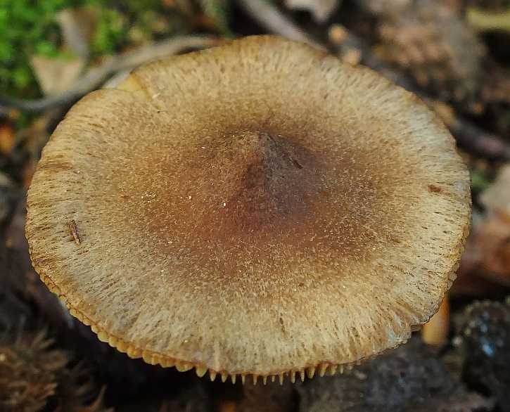 Inocybe 3