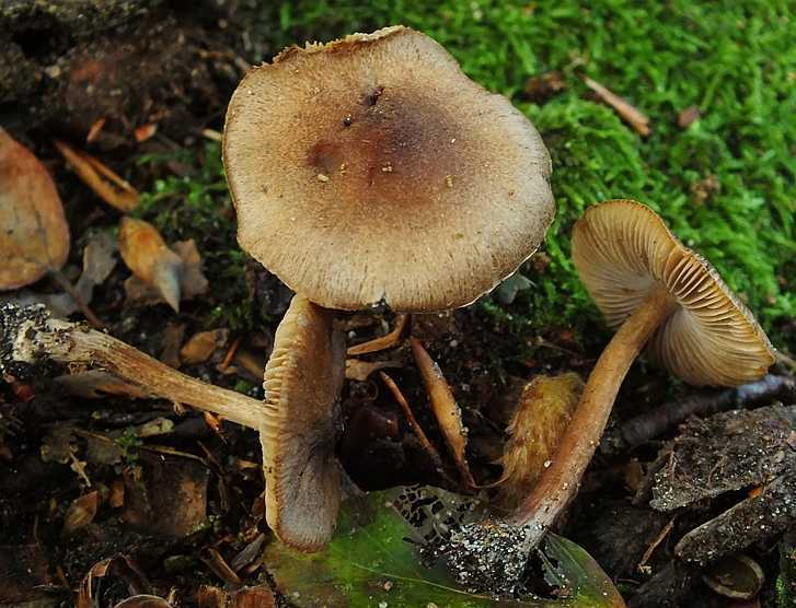 Inocybe 4