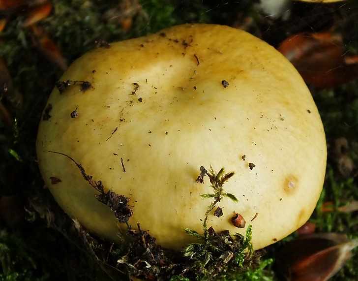 Russula2