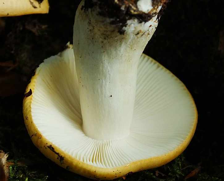 Russula3