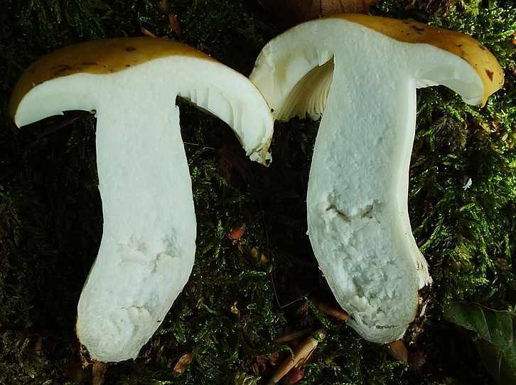 Russula4