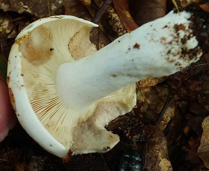 Russula 30-2