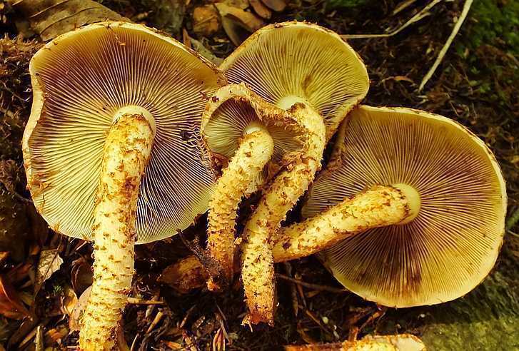 Pholiota4