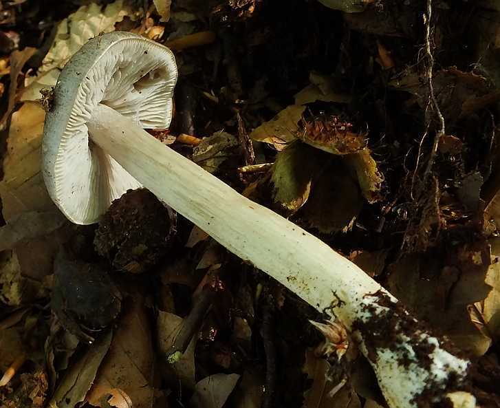 Tricholoma5