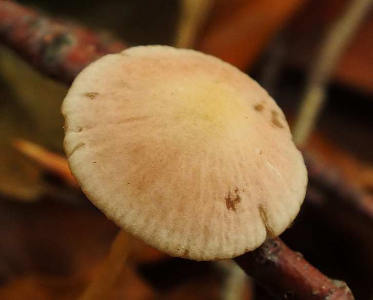 Psathyrella3