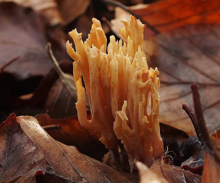 Ramaria2