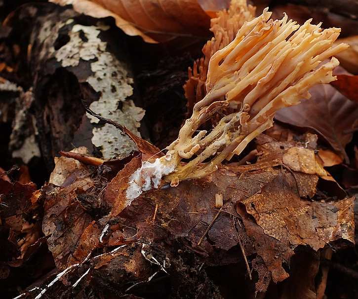 Ramaria3