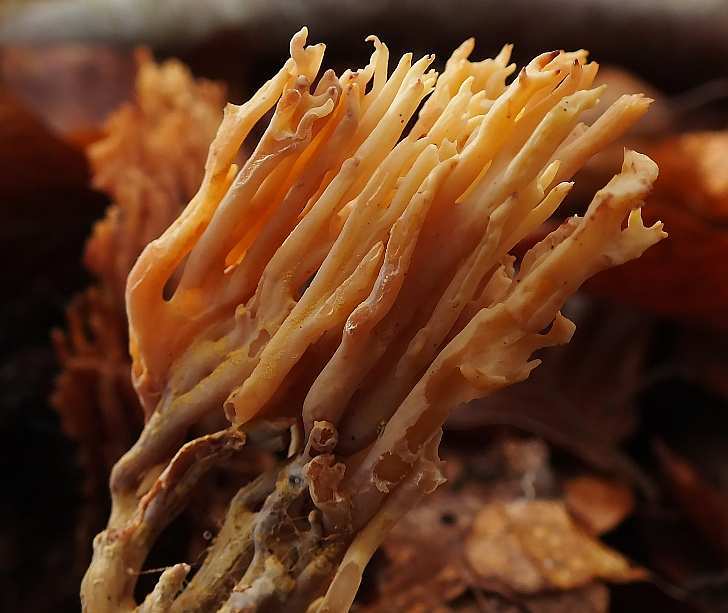 Ramaria4