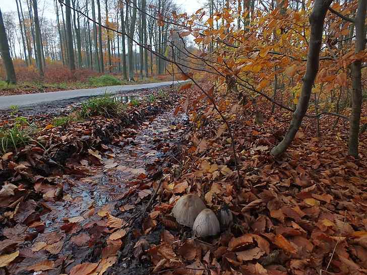 Coprinus1