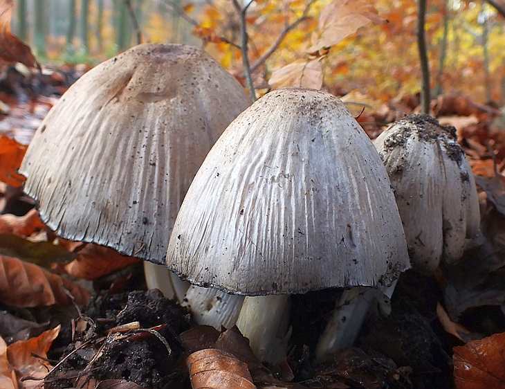 Coprinus2