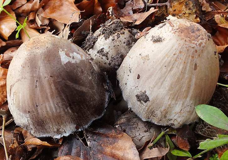 Coprinus3