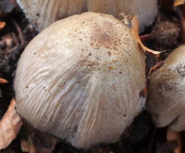 Coprinus4