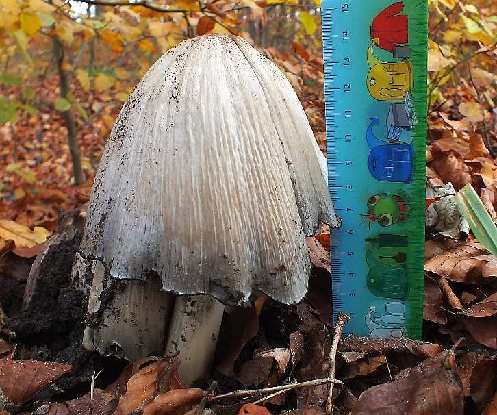 Coprinus5