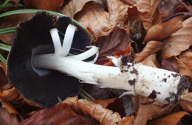 Coprinus6