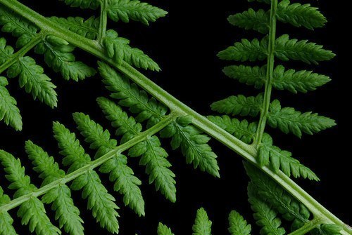 Athyrium filix-femina - wietlica samicza ?