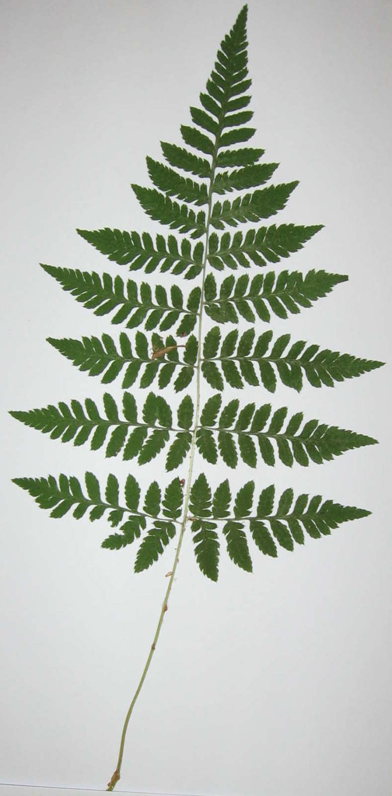 Dryopteris carthusiana