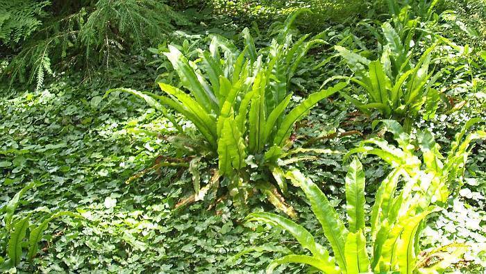 Phyllitis scolopendrium_001