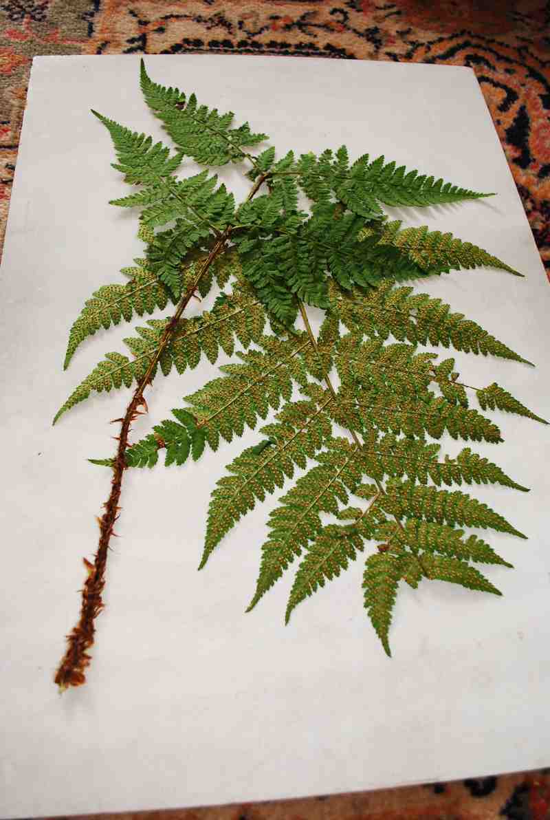 Dryopteris