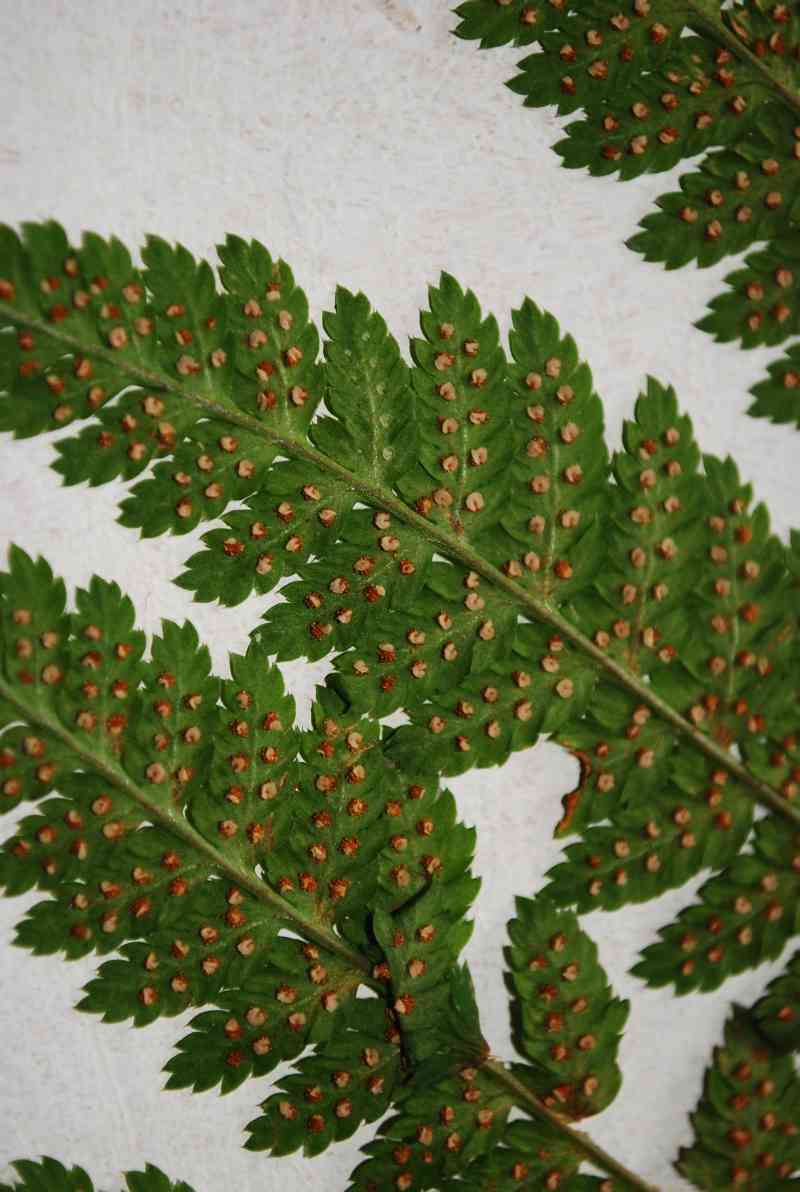 Dryopteris