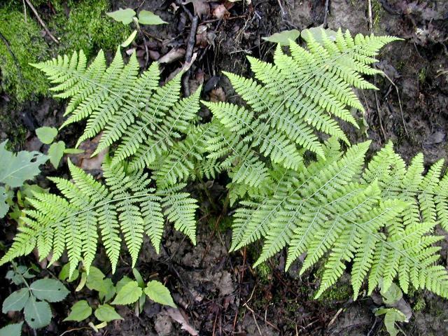 Dryopteris dilatata 1