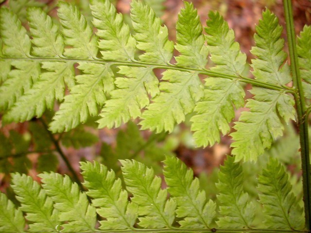 Dryopteris dilatata 2