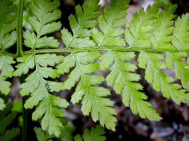 Dryopteris expansa 2