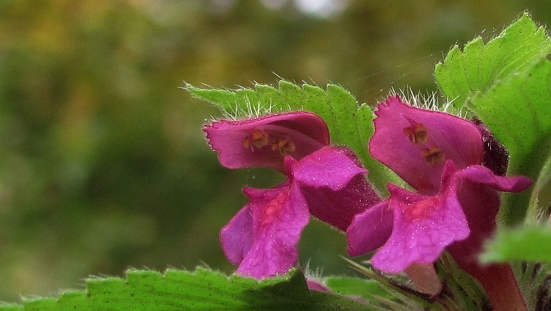 poziewnik