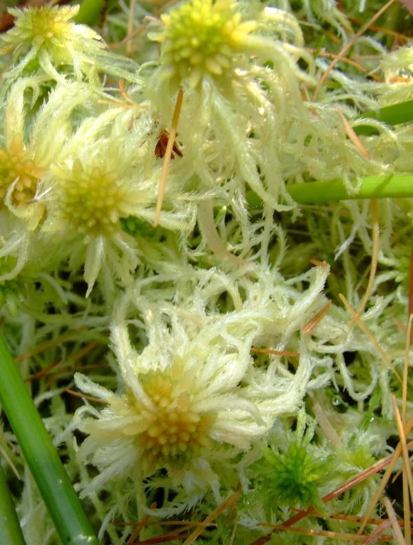 Sphagnum