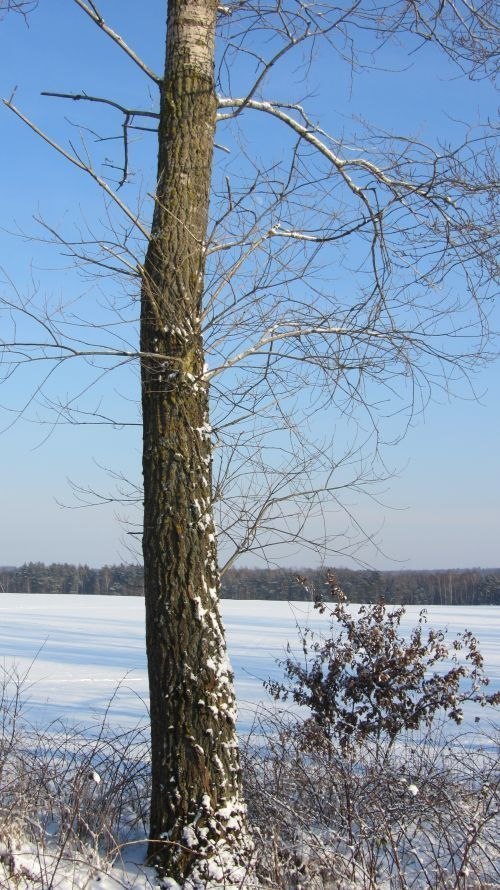 pie&#241; drzewa nr 3 - domniemanej topoli