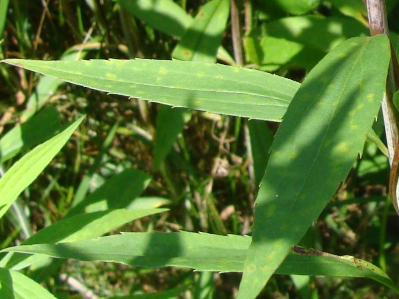 aster, starzec lub przetacznik