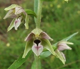 Epipactis 2