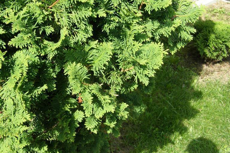 thuja?