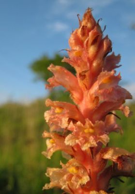 Orobanche kochii, Trzebinia-Podkrystynw