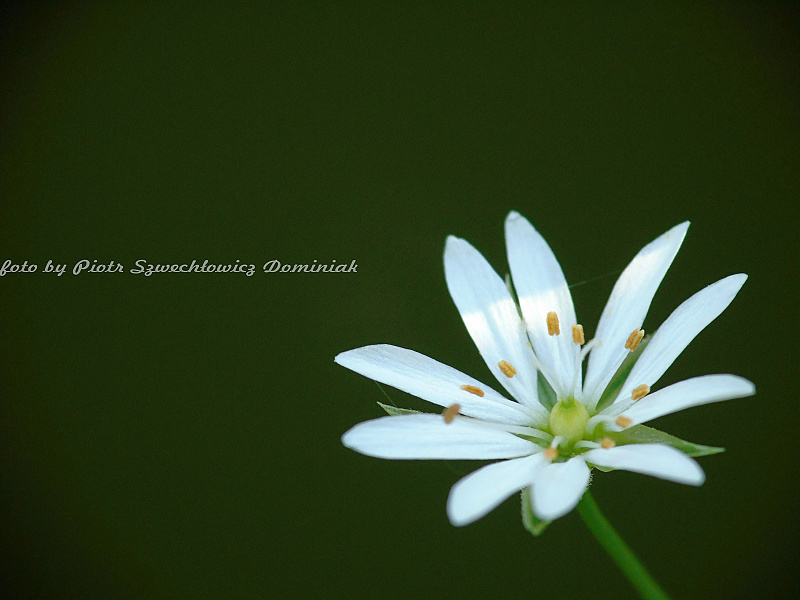 Fotografia wykonana w okolicy mokrad&#179;a.