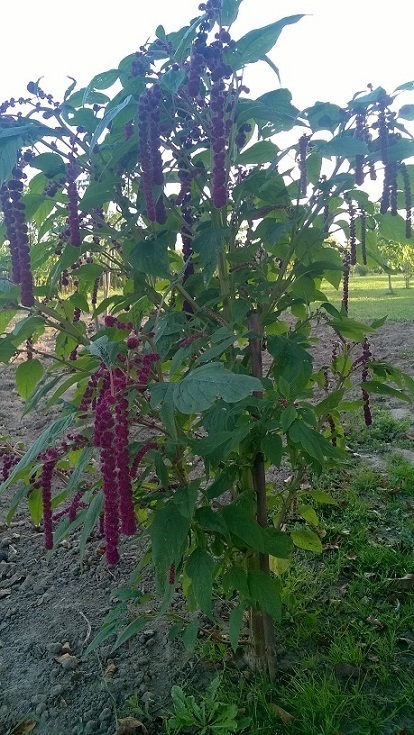 Amaranthus caudatus