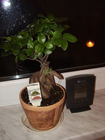 Ficus Ginseng oto i ON xD