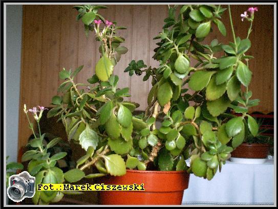 kalanchoe