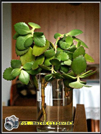 kalanchoe