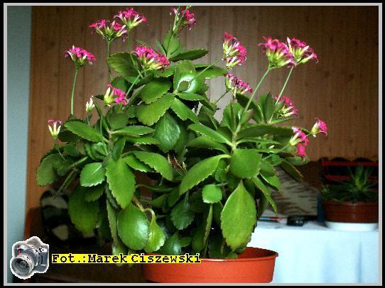 kalanchoe