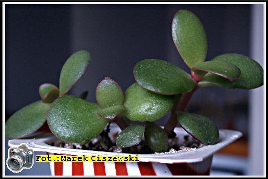 kalanchoe