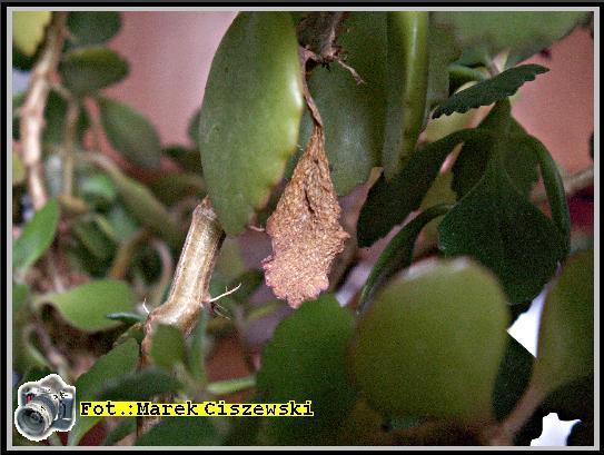 kalanchoe