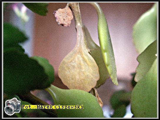 kalanchoe