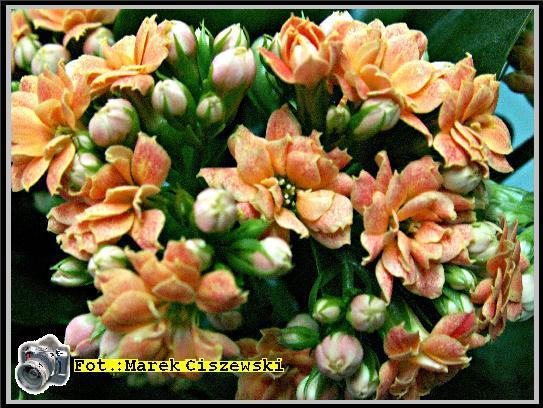 kalanchoe