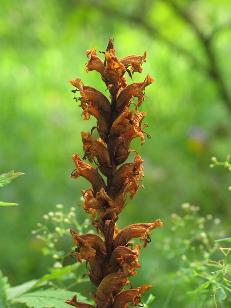 R2 Zaraza alzacka - Orobanche alsatica